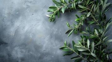 ai généré sauvage olive branches sur une gris Contexte grand fond zone photo