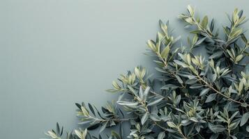 ai généré sauvage olive branches lequel sont ensemble contre une gris Contexte photo