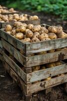 ai généré rustique en bois caisses rempli avec fraîchement récolté patates photo