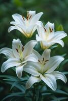 ai généré parfait blanc fleurs de lys repos sur émeraude feuilles photo