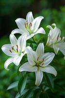 ai généré parfait blanc fleurs de lys repos sur émeraude feuilles photo