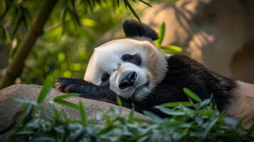 ai généré un adulte Panda pacifiquement dort, bercé par la nature tranquillité. photo