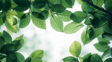 ai généré croustillant, émeraude feuilles sur minimaliste branches vitrine le luxuriance de le saison photo