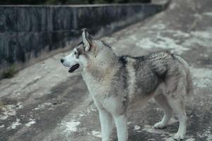 proche en haut de une chien en jouant dans le parc. photo