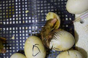 musc canard canetons éclos de des œufs photo