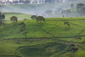 magnifique paysage de thé plantation dans le Matin photo