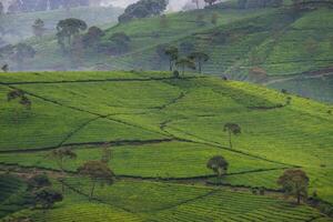 magnifique paysage de thé plantation dans le Matin photo