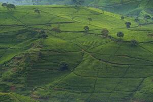 magnifique paysage de thé plantation dans le Matin photo