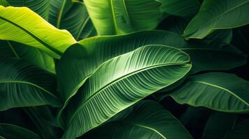 ai généré tropical vert banane feuilles photo