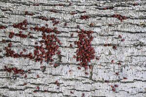 rouge Bugs se prélasser dans le Soleil sur arbre aboyer. l'automne soldats chauds pour coléoptères photo