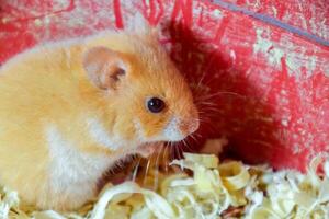 hamster Accueil dans en gardant dans captivité. hamster dans sciure. rouge hamster photo