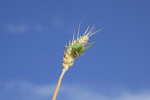 isophie. sauterelle est un isophie sur une blé épillet. isophie une photo