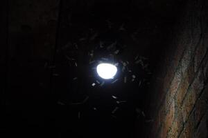 attraction de insectes lumière. nuit insectes à une ampoule photo