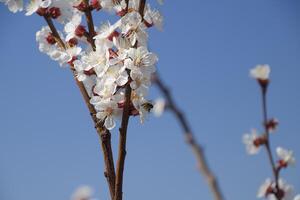 printemps floraison des arbres. pollinisation de fleurs de abricot. épanouissement sauvage abricot dans le jardin photo