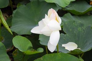 lotus fleur. épanouissement lotus dans le étang photo