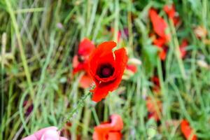 coquelicot fleurs dans le clairière. épanouissement rouge sauvage coquelicot. rouge coquelicot fleurs photo