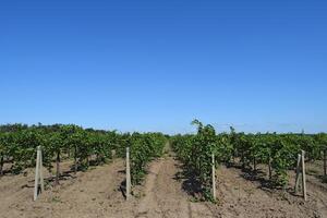 le grain de raisin jardins photo