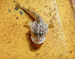 poisson gobie dans peu profond l'eau. bas poisson dans le sable. photo