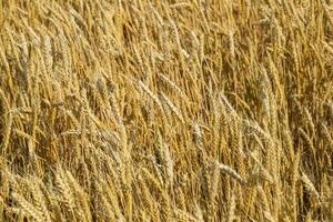 mature blé sur le champ. épillets de blé. récolte de grain. photo