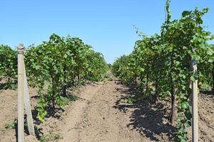 le grain de raisin jardins. cultivation de du vin les raisins à le mer de Azov photo