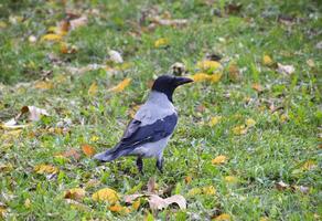 encapuchonné corbeau sur le herbe. une oiseau de le famille corvidés photo