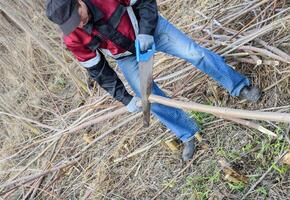 homme scies sciage arbre branche. bois sciage avec une main scie. photo