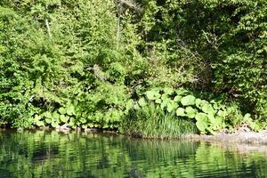 côtier tasse. énorme feuilles de des tasses sur le rivière banque. photo