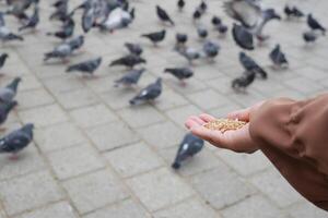 femmes main alimentation Pigeon des oiseaux sur sol . photo