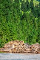 déboisé Couper arbre bois dans forêt photo