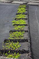 vignobles dans la géria, lanzarote, canari îles, Espagne. photo