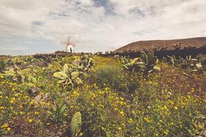 tropical cactus jardin dans guatiza village, lanzarote, canari îles, Espagne photo