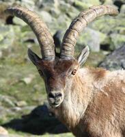 barbarie mouton ou mouflons, Célibataire animal permanent sur herbe, Montagne de Gredos, Espagne photo