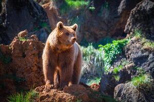 Nord américain grisonnant ours à lever du soleil dans occidental Etats-Unis photo