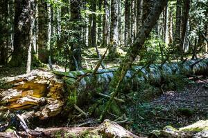 arbre tronc mensonge dans le les bois photo