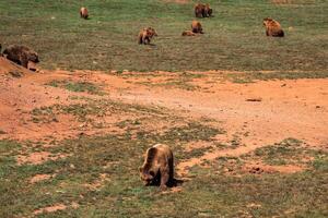 ours troupeau dans le la nature photo