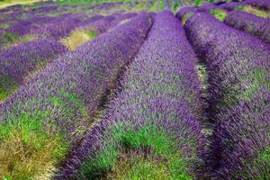 Provence - lavande champ dans le gordes ,France photo