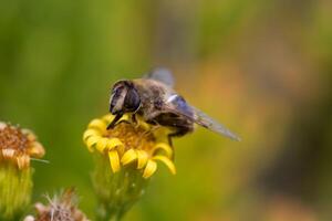 abeille sur fleur jaune, gros plan macro photo