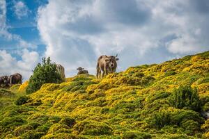 vaches dans le montagnes - Pyrénées, Espagne photo