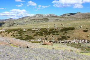 barbarie mouton ou mouflons, Célibataire animal permanent sur herbe, Montagne de Gredos, Espagne photo