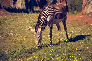 de grévy zèbre, samburu nationale parc, Kenya photo