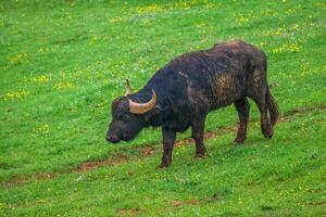 buffle d'eau debout sur l'herbe verte photo