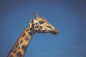 en mangeant girafe sur safari sauvage conduire photo