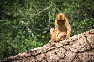 fermer de barbarie macaque singe dans Gibraltar photo