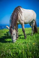 magnifique lumière cheval broute sur Prairie par l'automne photo