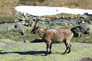 barbarie mouton ou mouflons, Célibataire animal permanent sur herbe, Montagne de Gredos, Espagne photo