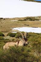 barbarie mouton ou mouflons, Célibataire animal permanent sur herbe, Montagne de Gredos, Espagne photo