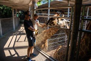 le les filles main a été donnant nourriture à le girafe dans le zoo. père et peu fille alimentation animal. Voyage concept. haute qualité photo