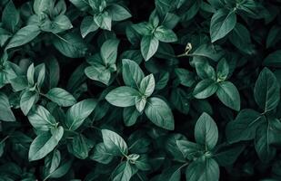 ai généré vert feuilles et herbes photo