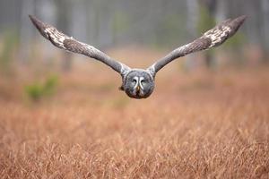 grand hibou gris photo