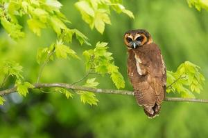 chouette en bois marron photo